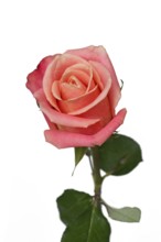 Single peach colored rose flower on white background