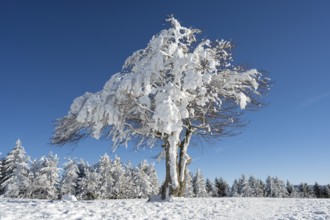 Winter atmosphere with snowy, snow-covered beech trees, windbreaks, windbeeches, Oberried,