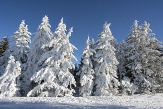 Winter atmosphere with snow-covered fir trees, Oberried, Schauinsland, Breisgau-Hochschwarzwald,