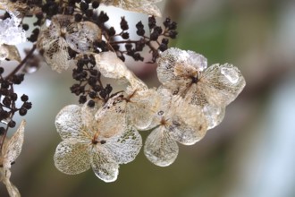 Hydrangea in winter, Germany