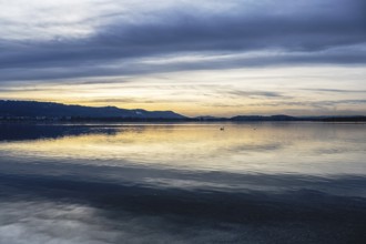 Evening lighting, water reflections, on the lakeside near Radolfzell am Lake Constance, Konstanz