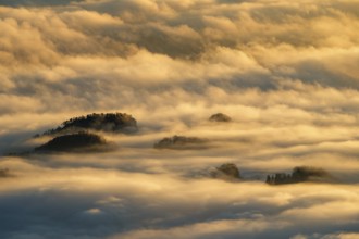 Wooded mountain peaks looking out of high fog in morning light, Barmsteine, Marktschellenberg,