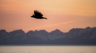Bald eagle (Haliaeetus leucocephalus) flying in front of mountain silhouettes of the Aleutian