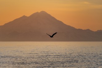 Bald eagle (Haliaeetus leucocephalus) flying in front of mountain silhouettes of the Aleutian chain
