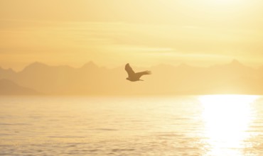 Bald eagle (Haliaeetus leucocephalus) flying against the setting sun, sunset, picturesque golden