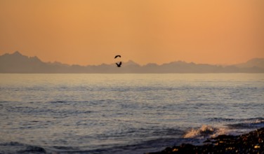View over Cook Inlet to mountains of the Aleutian chain, at sunset, picturesque golden light of the