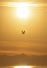 Bald eagle (Haliaeetus leucocephalus) in flight in front of the setting sun, sunset, picturesque