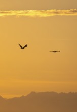 Two bald eagles (Haliaeetus leucocephalus) in flight, at sunset, picturesque golden light of the