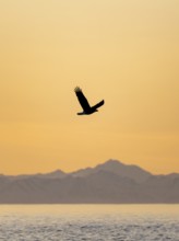Bald eagle (Haliaeetus leucocephalus) flying in front of mountain silhouettes of the Aleutian