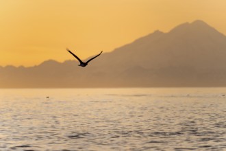 Bald eagle (Haliaeetus leucocephalus) flying in front of mountain silhouettes of the Aleutian chain