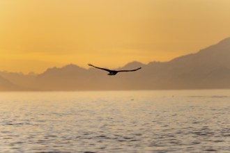 Bald eagle (Haliaeetus leucocephalus) flying in front of mountain silhouettes of the Aleutian