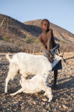 Himba boy keeping goat, goat suckling young, Kaokoveld, Kunene, Namibia