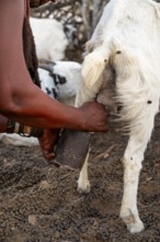 Himba woman milking a goat, traditional Himba village, Kaokoveld, Kunene, Namibia