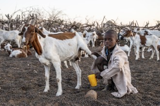 Himba child milking a goat, traditional Himba village, Kaokoveld, Kunene, Namibia