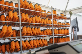 Shelves full of orange boots in a tent or storage room, Sindelfingen, Böblingen district, Germany