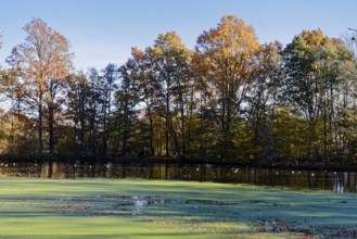 Autumn colors and algae on Sandbrack, a lake in the Kirchwerder district of Hamburg. FÃ¼nfhausen,