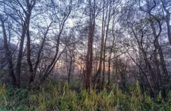Wintery forest in the Lower Warwischer Wasserweg wetland in Hamburg's Vier- und Marschlanden.