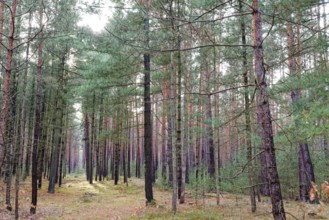 Coniferous forest, tall pine trees, in the Dahme-Heideseen nature park Park, also Dahmeland. A