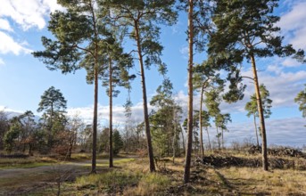 Pines in the countryside of GroÃŸ LÃ¼bbenau in the Oberspreewad-Lausitz district, UNESCO Spreewald