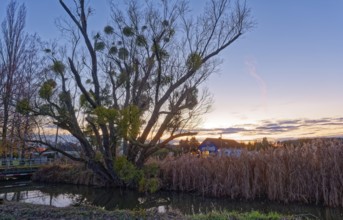 Mistletoe on a tree in front of the evening sky at Berste near Kreblitz in the Dahme-Spreewald