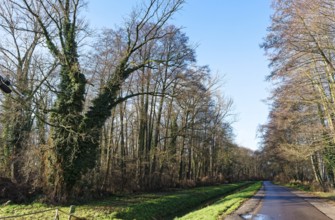 Overgrown trees on the side of the road along the Vetschauer MÃ¼henfleiÃŸ near Raddusch in the