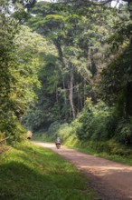 Motorbike on a road through the jungle, western region, Uganda