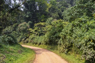 Road through the jungle, western region, Uganda