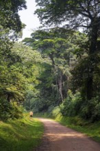 Road through the jungle, western region, Uganda