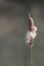 Inflorescence of a bulrush (Typha sp.), Rhineland-Palatinate, Germany