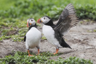 Puffin, Fratercula arctica, Atlantic puffin