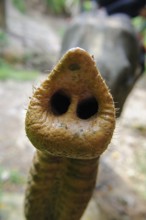 Indian elephant (Elephas maximus indicus) stretching its trunk towards the viewer, Thailand