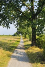 Tree-lined dirt road amidst blooming southern heath, Lower Saxony, Germany