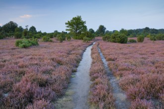 Tangled dirt road in the middle of blooming southern heath, Lower Saxony, Germany