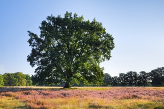 Large oak tree on Wilsederberg in the blooming LÃ¼neburg Heath, Lower Saxony, Germany