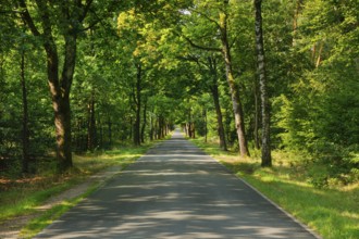 Tree-lined street near FaÃŸberg, Lower Saxony, Germany