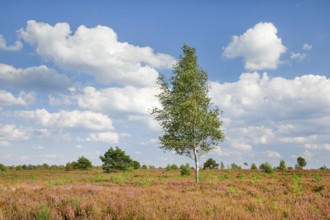 Birch tree in the blooming LÃ¼neburg Heath, Lower Saxony, Germany