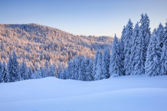 Fresh snow-covered spruce forest