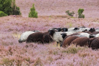 Heidschnucken eating in the midst of the blooming LÃ¼neburger Heide, Lower Saxony, Germany