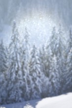 Fresh snow-covered spruce forest