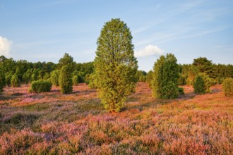 Juniper in the blooming southern heath near Schmarbeck, Lower Saxony, Germany