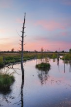 Dead wood spikes in moor water, Seelein in Pitzmoor, LÃ¼neburger Heide nature park Park near