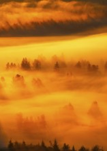 Clouds of fog and forest near the Rothenthurm high moor, Canton of Schwyz, Switzerland