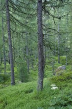 Lichen-covered larch forest in Val d'Hérens, Canton of Valais, Switzerland