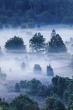 Forest and clouds of fog in Totengrund in the LÃ¼neburger Heide, Lower Saxony, Germany