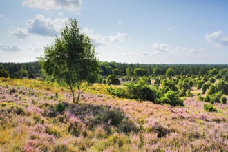 Trees and blooming heath near Steingrund in the LÃ¼neburger Heide nature park Park, Lower Saxony,