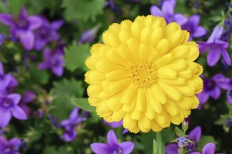 Marigold, Calendula officinalis, Switzerland