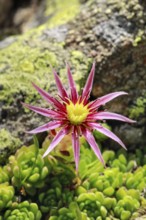 Blooming mountain houseleek