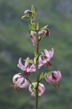 Martagon lily in the Swiss Alps, Canton of Bern, Switzerland