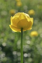 Blooming troll flower in mountain summer, Alps