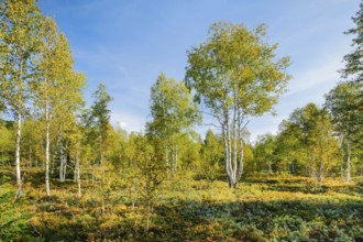 Large birch trees in early autumn with sunshine and blue sky, high moor near Les Ponts-de-Martel,